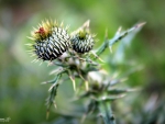 Angry Thistle
