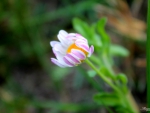 White Daisy Wildflower