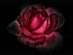 Dark Rose