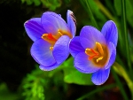 The lovely crocus