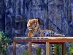 Resting Tiger