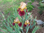 Iris