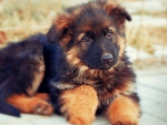 german shepherd puppy