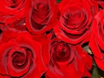 ~ Vibrant Red Roses ~