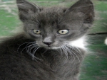 Grey Kitten