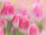 Soft Tulips