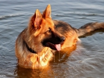 German Shepherd