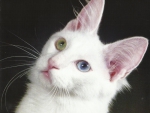 White cat