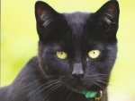 Black cat