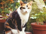 Calico cat