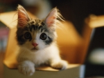 Cute Kitty