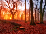 Forest sunset