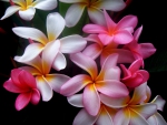 Frangipani Colors Bright