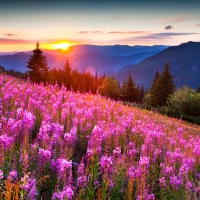 â™¥Landscapeâ™¥