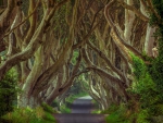 The Dark Hedges
