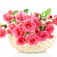 â™¥Pink Rosesâ™¥