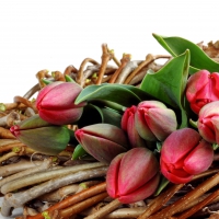 â™¥Spring Tulipsâ™¥