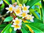 Hawaiian plumeria