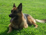 German Shepherd