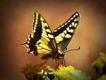 Swallowtail