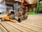 Cute Kitten