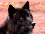 BLACK WOLF