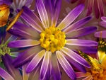 Purple Daisy Gold Butterfly