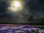 Field of lavender scented moonlight