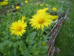 Yellow Marguerite