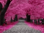 Pink Splendor