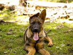 German shepherd