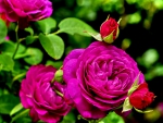 Purple Roses~ For Sweet Carol
