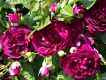 Painted purple roses