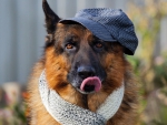 Funny Shepherd