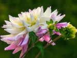 Pink and White Dahlia