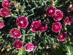 Wild carnations