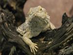 Bearded Dragon