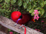 Rosie Red Parrot