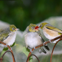 Three little birdies