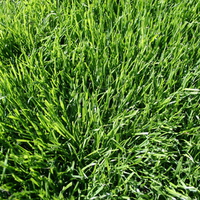 grass