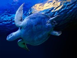 Sea turtle