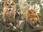 Owls