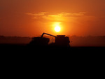 Harvest Sunset