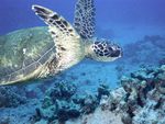 Flying Sea turtle