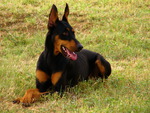 dobermans rock!