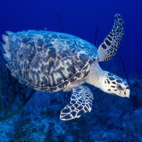 Sea turtle in blue ocean