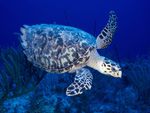 Sea turtle in blue ocean