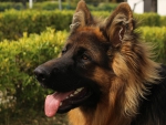 German shepherd