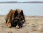 German shepherd