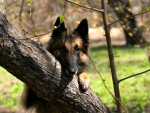 German shepherd